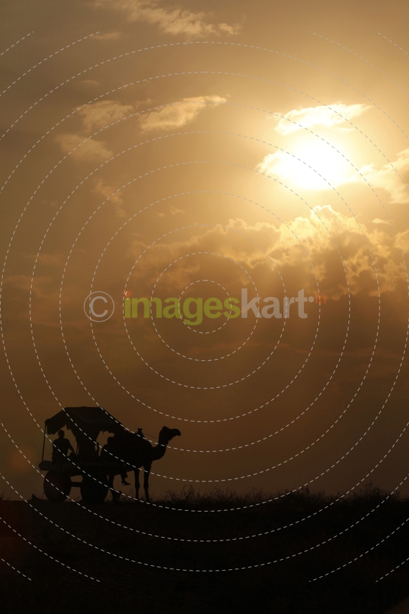camel cart in the desert