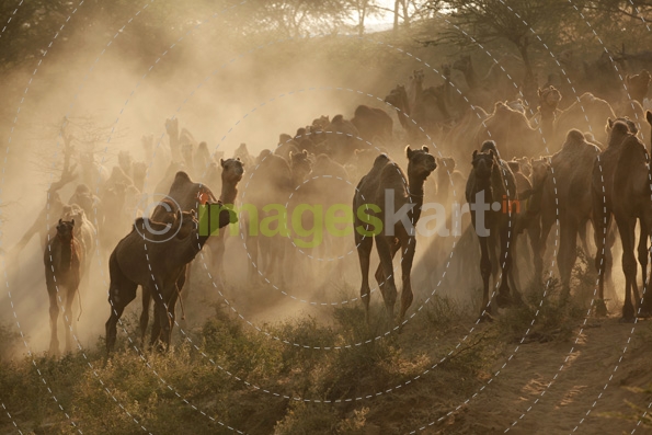 camels at pushkar mela 