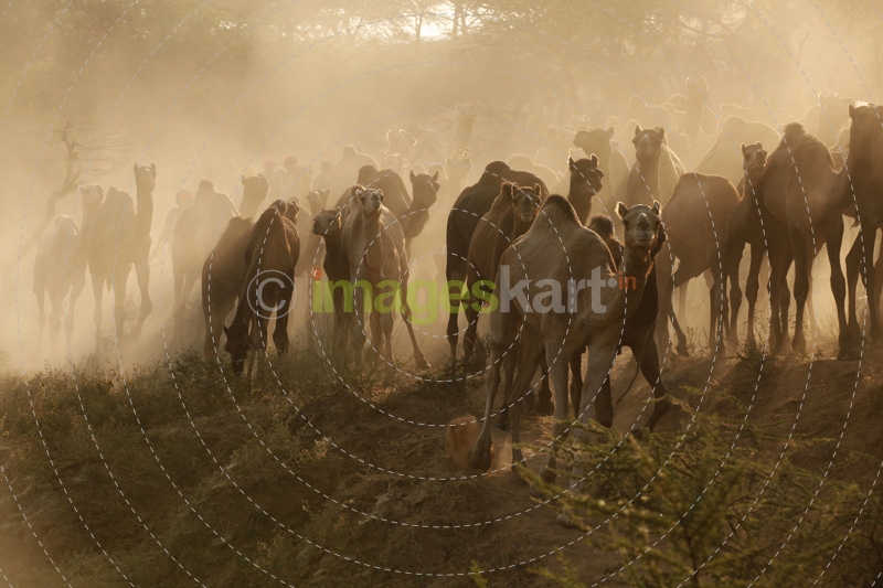 Group of camels walking