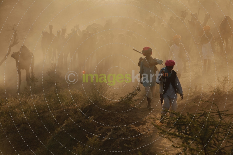 villagers walking with a group of camels   