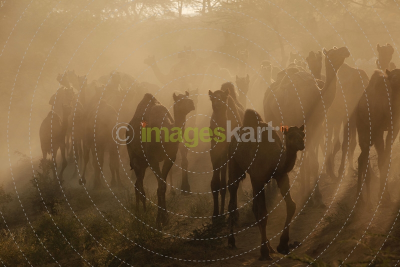 group of camels crossing 