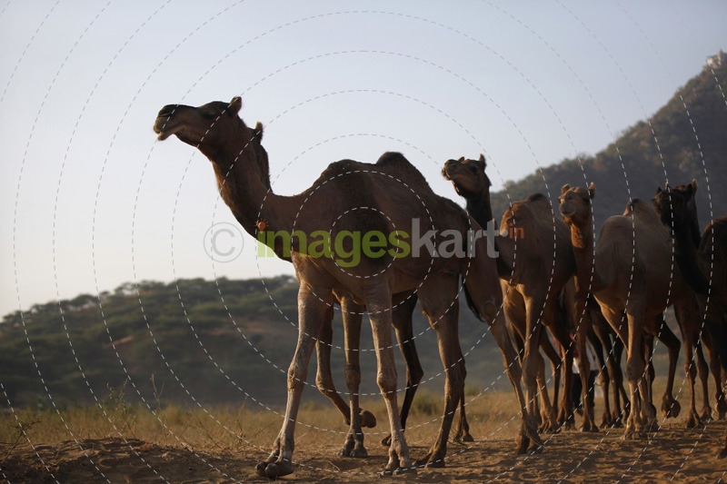 group of camels at pushkar mela 