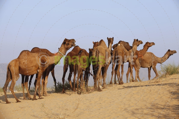 group of camels at pushkar mela 