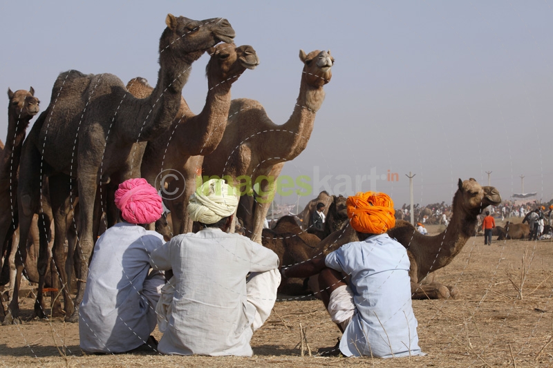 villagers sitting with camels 