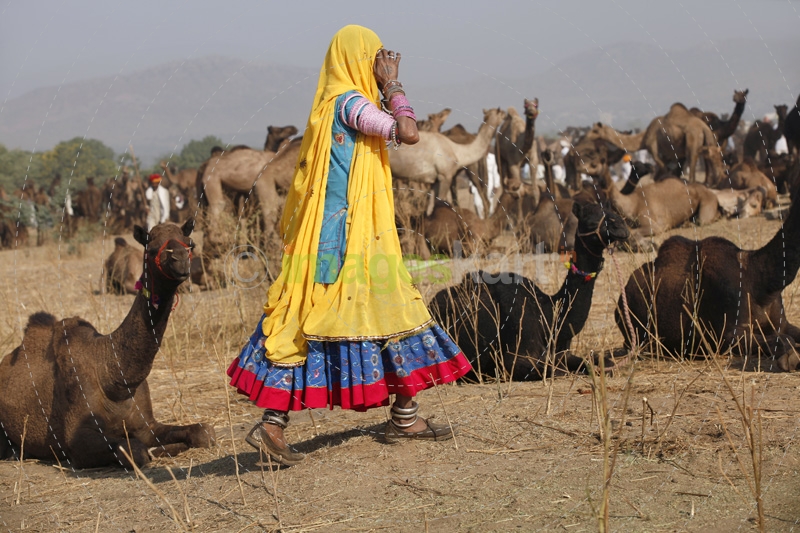 rajasthani woman passing by a group of camels