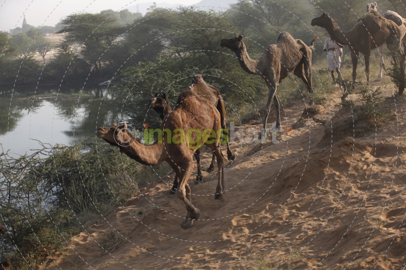 camels running in desert