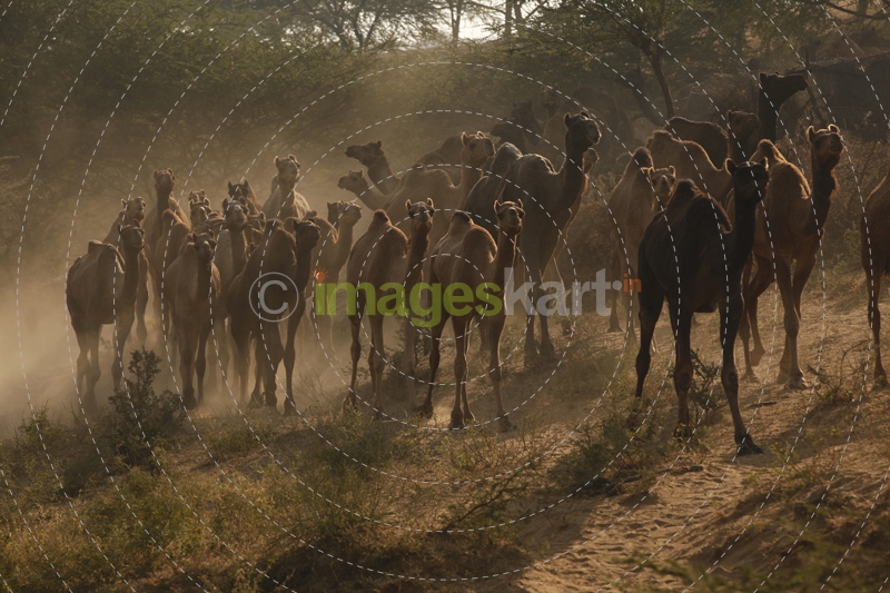 camels at pushkar mela  