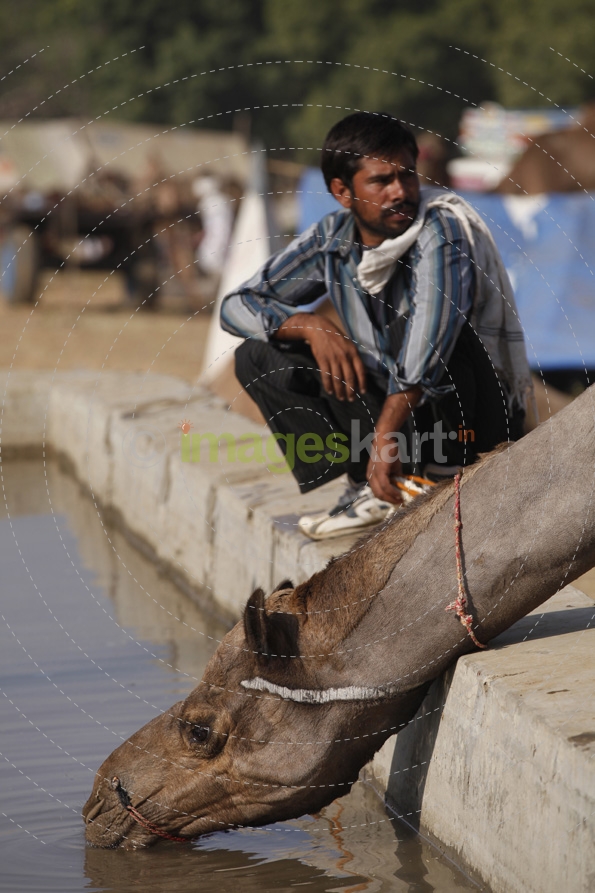 a camel trader with his camel