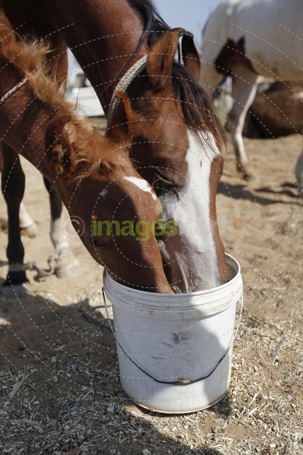 horse fed at the farm
