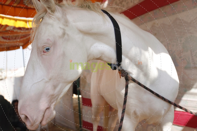 horse at stable 