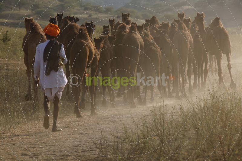 villager grazing camels at pushkar,rajasthan
