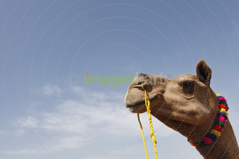shot of a camel at pushkar with copy space for advertising purposes 