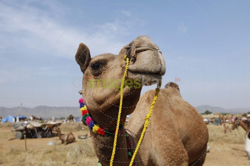 close up of camel at pushkar camel mela 
