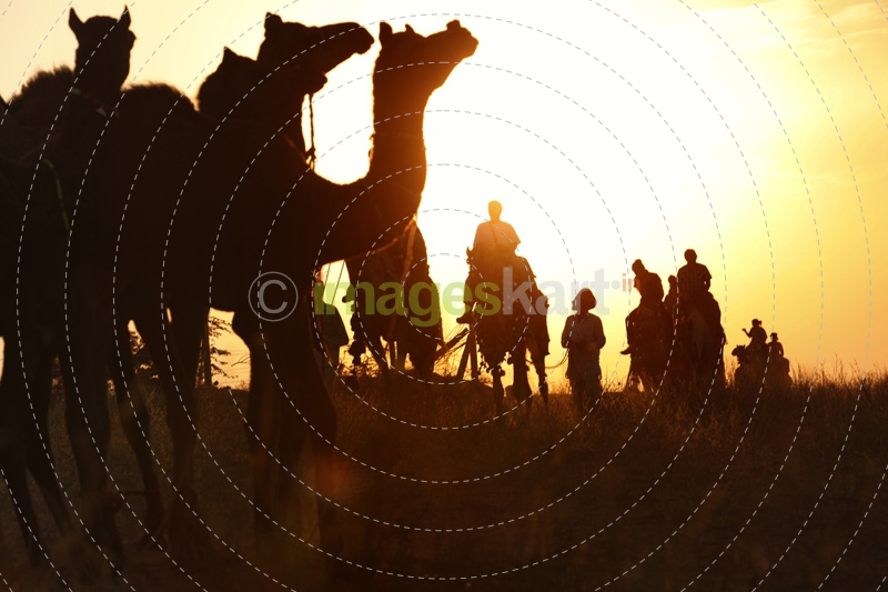 camels with riders in sunset 