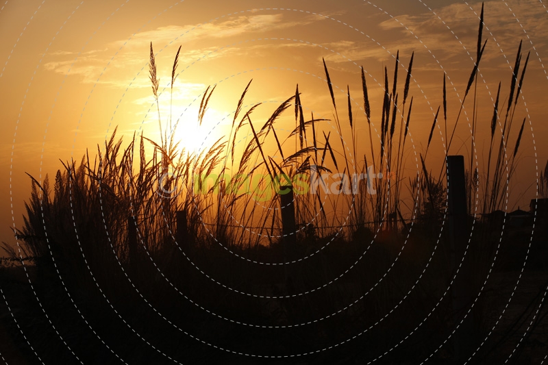 wheat on a summer sunset background 