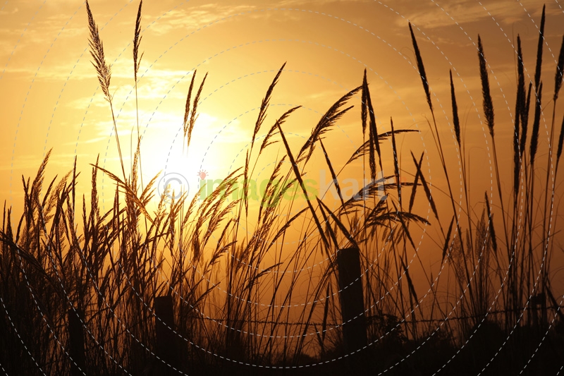 shot of the barley field with sun light 