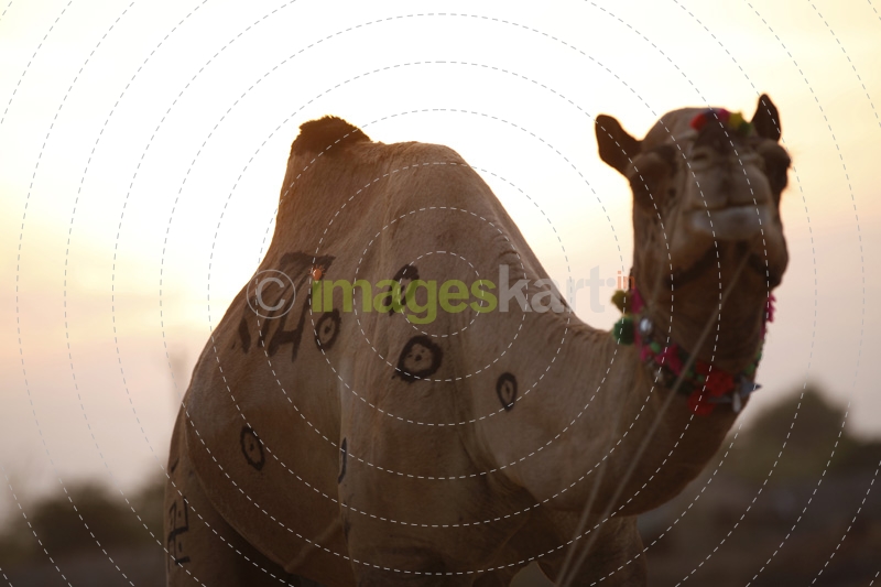 camel pictured at puskar camel mela,rajasthan