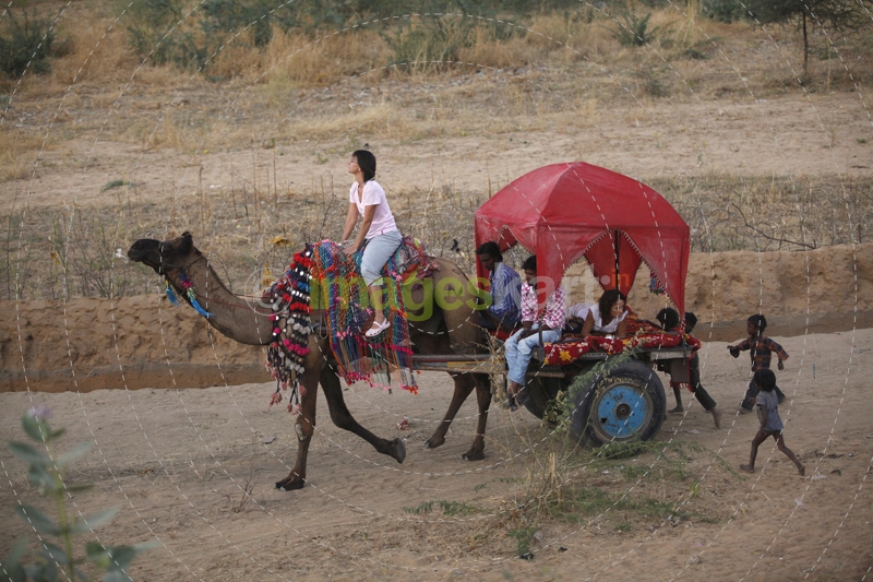 tourist having camel ride at pushkar,rajasthan