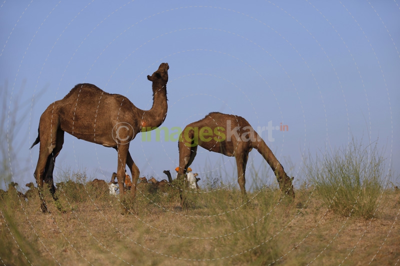 camels grazing at pushkar,rajasthan
