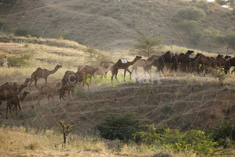 villager grazing camels 