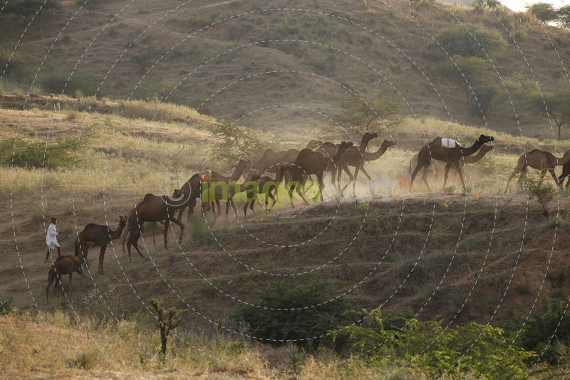 villager grazing camels on field 