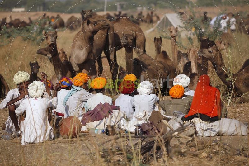 villagers with camels around 