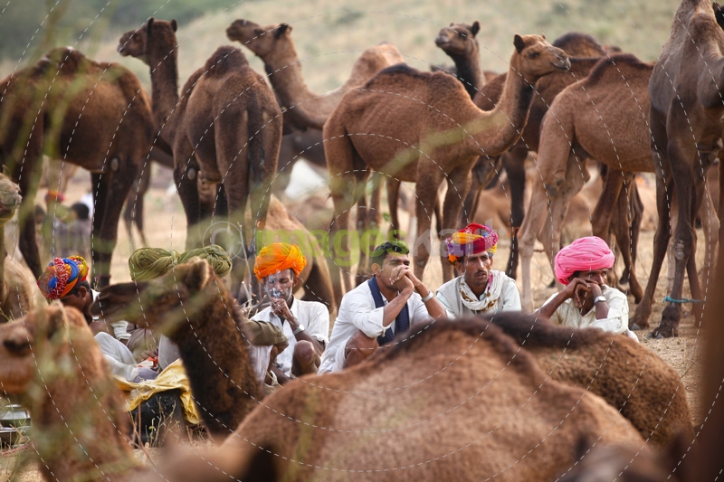 villagers surrounded by camels 