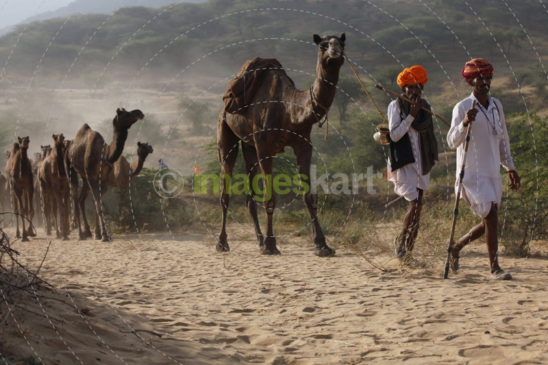herders rearing camels at the village of rajasthan 