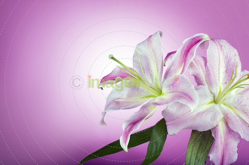 fresh pink lilies isolated on a pink background