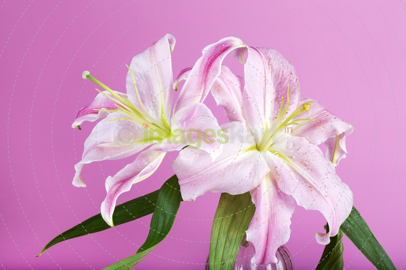 fresh pink lilies isolated on a pink background