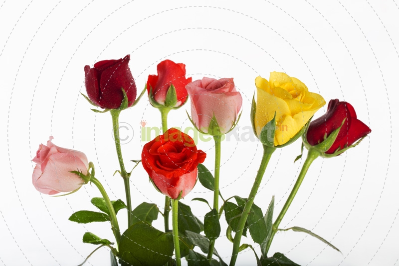 close up on different coloured rose flowers