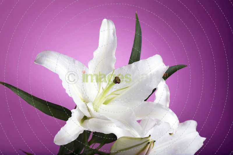 fresh white lilies isolated on a pink background