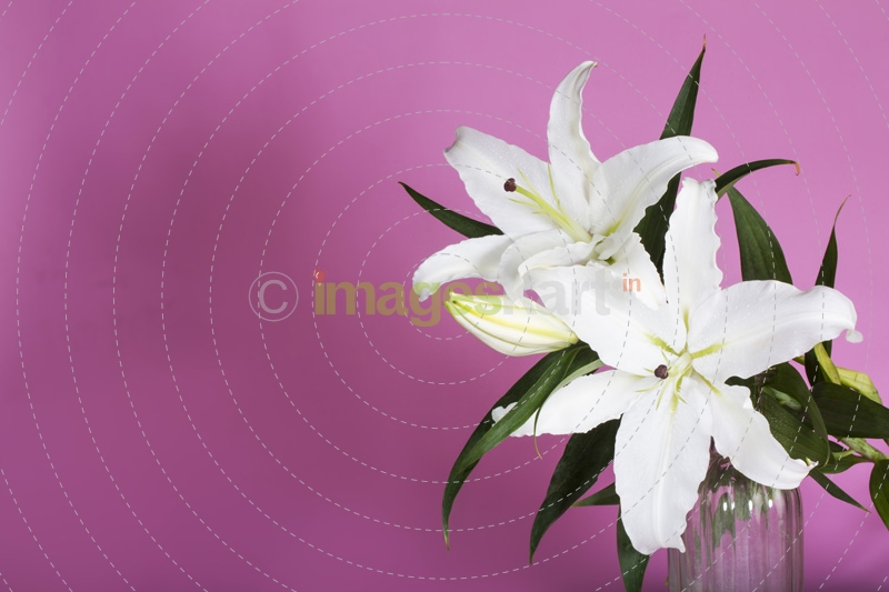 fresh white lilies isolated on a pink background