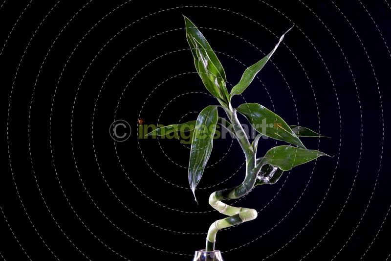 green plant over black background