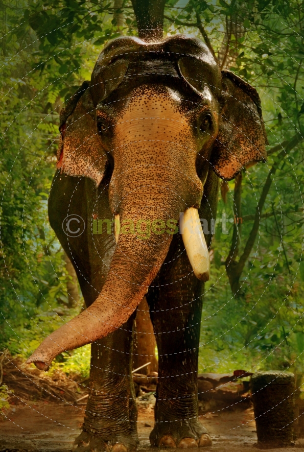 Star Elephant