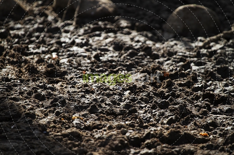 Black Soil