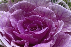 close up of a pink flowerhead