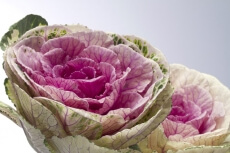 Pink Textured Flower
