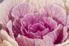 close up on pink petals with water drops