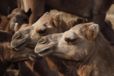 close-up of camels