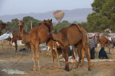 camels and parachute at pushkar mela 