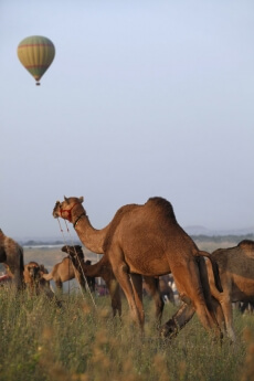 camels at pushkar mela    