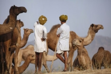 rural men with camels at pushkar mela 