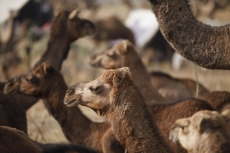 camels arriving at the pushkar festival