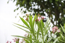 pink coloured flowers and green leaves