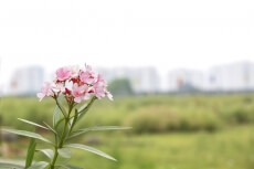 pink coloured flowers in garden