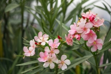 pink coloured flowers in park