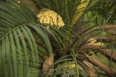tree leaves 