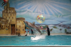 dolphins splashing from the pool