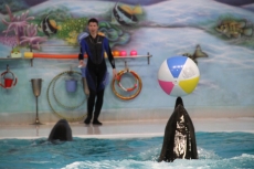 dolphins splashing from the pool
